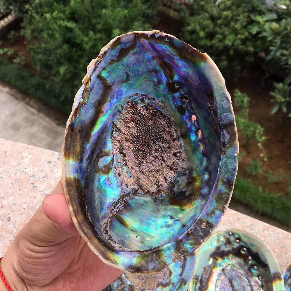 Abalone Soap Jewelry Tray - 4 Seasons Home Gadgets